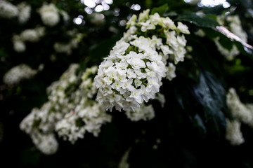 white flowers