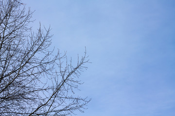 tree branches on a blue sky Natural background.