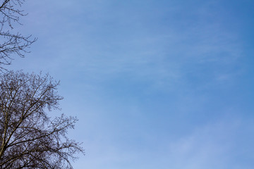 blue sky with tree branches. Natural background with place for text.