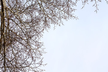 gray sky with tree branches. Natural background with place for text.