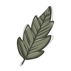 Leaf of the plant oak volumetric vector image