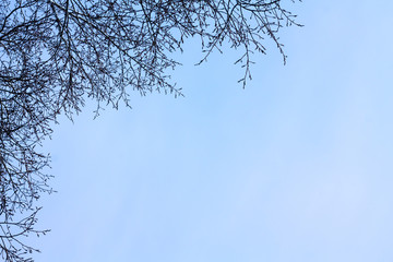 Light blue sky with tree branches without leaves. Natural background for advertising.