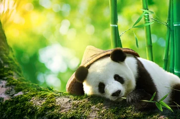 Fototapeten Großer Panda mit Bambushut, der in einem Baum ruht und Bambussprossen isst © funstarts33