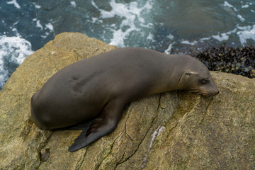 Obraz premium Pacific sea lions sitting on coastal rock jetty