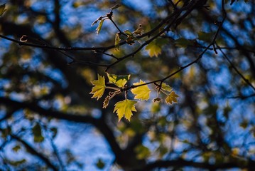 tree