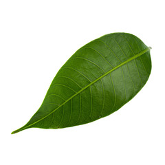 Green Leaf Isolated over a white background.