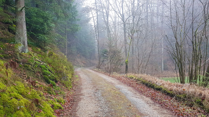 Hiking trail in a Bavarian forest with green trees through the fog