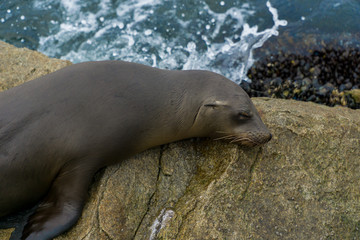 Pacific sea lions sitting on coastal rock jetty