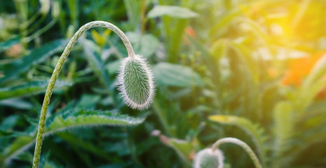 Poppy flower,  green poppy bud, floral background