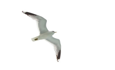 Flying sea gulls isolated on the white background