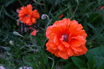 Poppy flower, close up, floral background