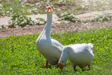 Obraz na płótnie Canvas Two white geese eat grass on a green lawn