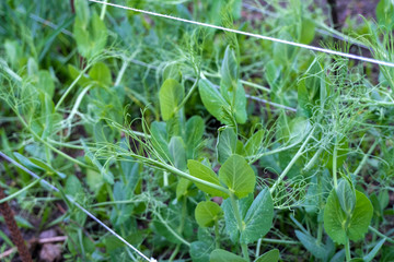 Peas plant, growing vegetables at home. Home gardening, close up