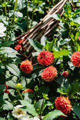 dahlia flowers in the garden