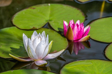 White, Nymphaea alba, and pink, Nymphaea lotus, water lilies flowers, on a green leaves and water background.