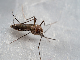 Macro Photo of Yellow Fever Mosquito Isolated on The Floor