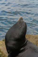 Fototapeta premium Pacific sea lions sitting on coastal rock jetty