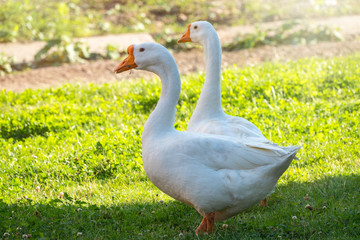 Two white big geese peacefully walking together in green grassy lawn on bright sunny day. Domestic goose, greylag goose or white goose, Anser cygnoides domesticus.