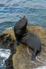Pacific sea lions sitting on coastal rock jetty
