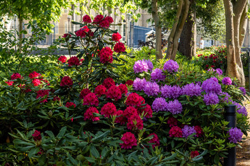 flowers in the garden