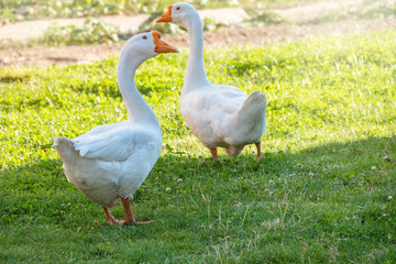 Obraz premium Two white big geese peacefully walking together in green grassy lawn on bright sunny day. Domestic goose, greylag goose or white goose, Anser cygnoides domesticus.