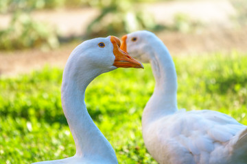 Portrait of two white geese on a bright sunny background.