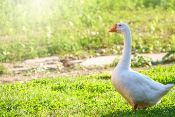 Big white goose peacefully walking in green grassy lawn on bright sunny day. Domestic goose, greylag goose or white goose, Anser cygnoides domesticus.