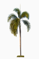 palm tree isolate on white background