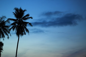 palm trees at sunset