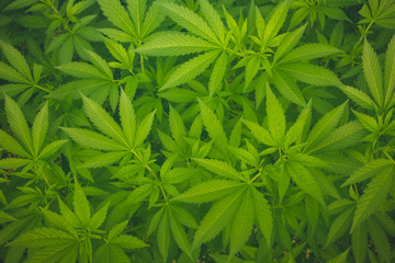 Fototapeta na wymiar Cannabis plants growing in a steamy greenhouse