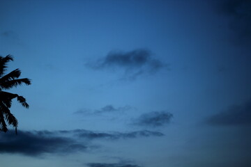 palm tree in the sky