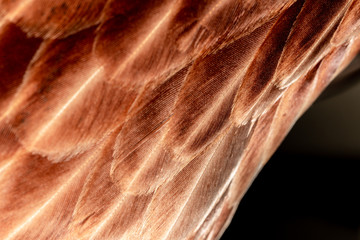 A chicken feather close up with feathers arranged in a stack
