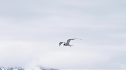 Arctic tern bird flies elegantly in slow motion