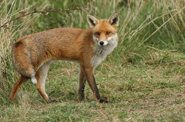 Obraz premium A magnificent male wild Red Fox, Vulpes vulpes, hunting in a meadow.