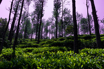 sunset in the forest