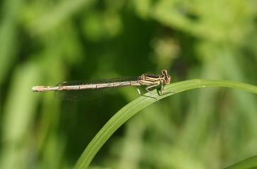 A rare female White-legged Damselfly, Platycnemis pennipes, perching on a blade of grass.