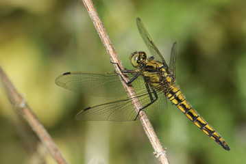 A beautiful Black-tailed Skimmer, Dragonfly, Orthetrum cancellatum, perching on a plant stem at the side of a river in the UK.