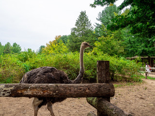 Nami Island, South Korea - Sep 20, 2019. walking in Namiseom Island.
