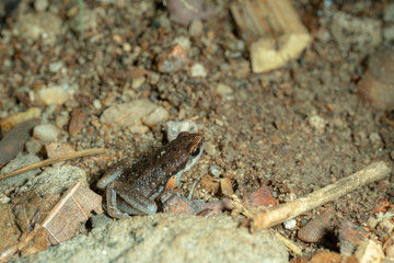 Ornate chorus frog (Microhyla fissipes) resting on sand floor.