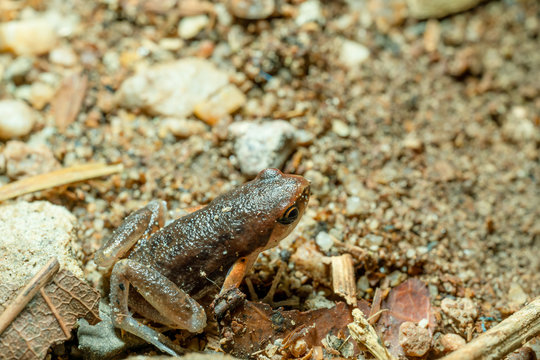 Ornate chorus frog (Microhyla fissipes) resting on sand floor.