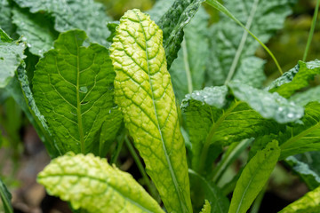 Plants that have foliar problems are yellow.