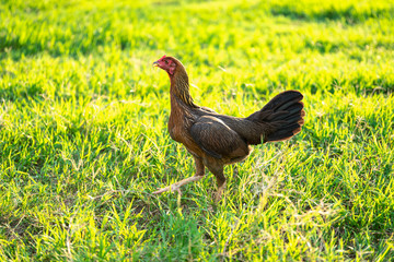 Female chickens stroll on the yellow grass at the golden time.