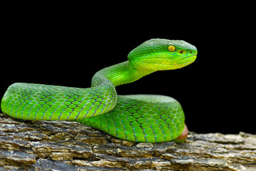 green viper snake on black background, venomous and poisonous snake