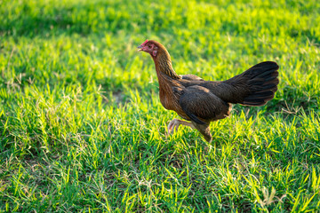 Female chickens stroll on the yellow grass at the golden time.