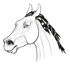 Outline portrait of a running horse with ears laid back. Image of a young stallion. Vector clip art for equestrian clubs and for coloring books hobby.