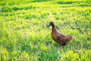 Khaki Campbell ducks that enjoy walking on green grass....