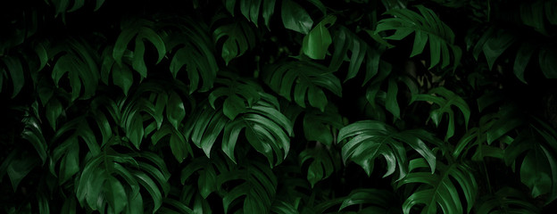 tropical leaf, abstract green leaf texture, nature background © eakarat