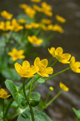 Caltha palustris yellow flowers