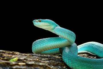 Blue viper snake on black background