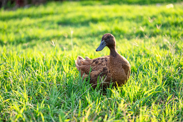 Khaki Campbell ducks that enjoy walking on green grass....